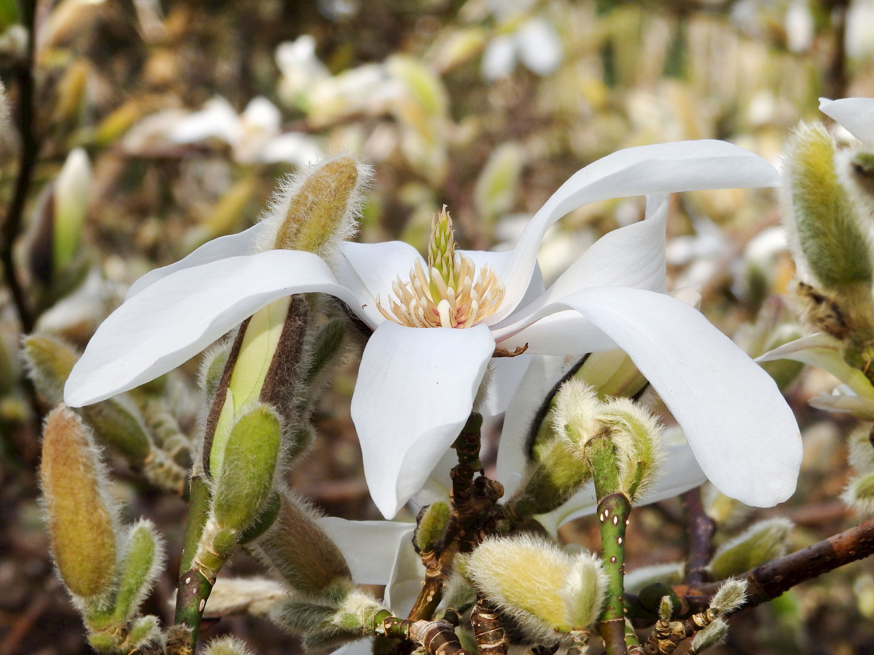 Magnolia Collection - Collections - MCBG Corp. 2023 | Fort Bragg, California