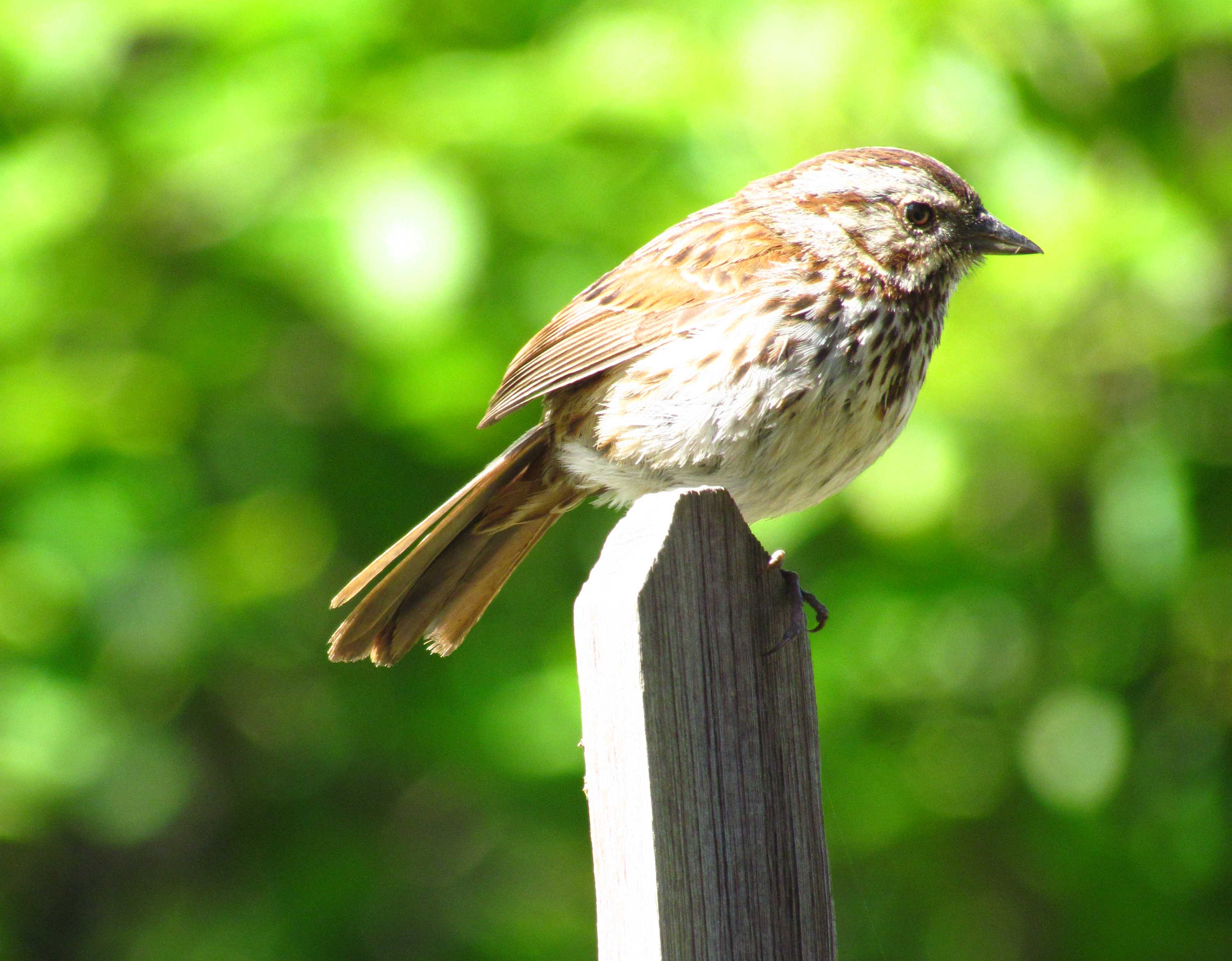 Birds of the Heath: Photographic garden bird list!