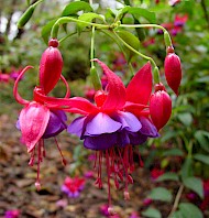 thumbnail Fuchsia