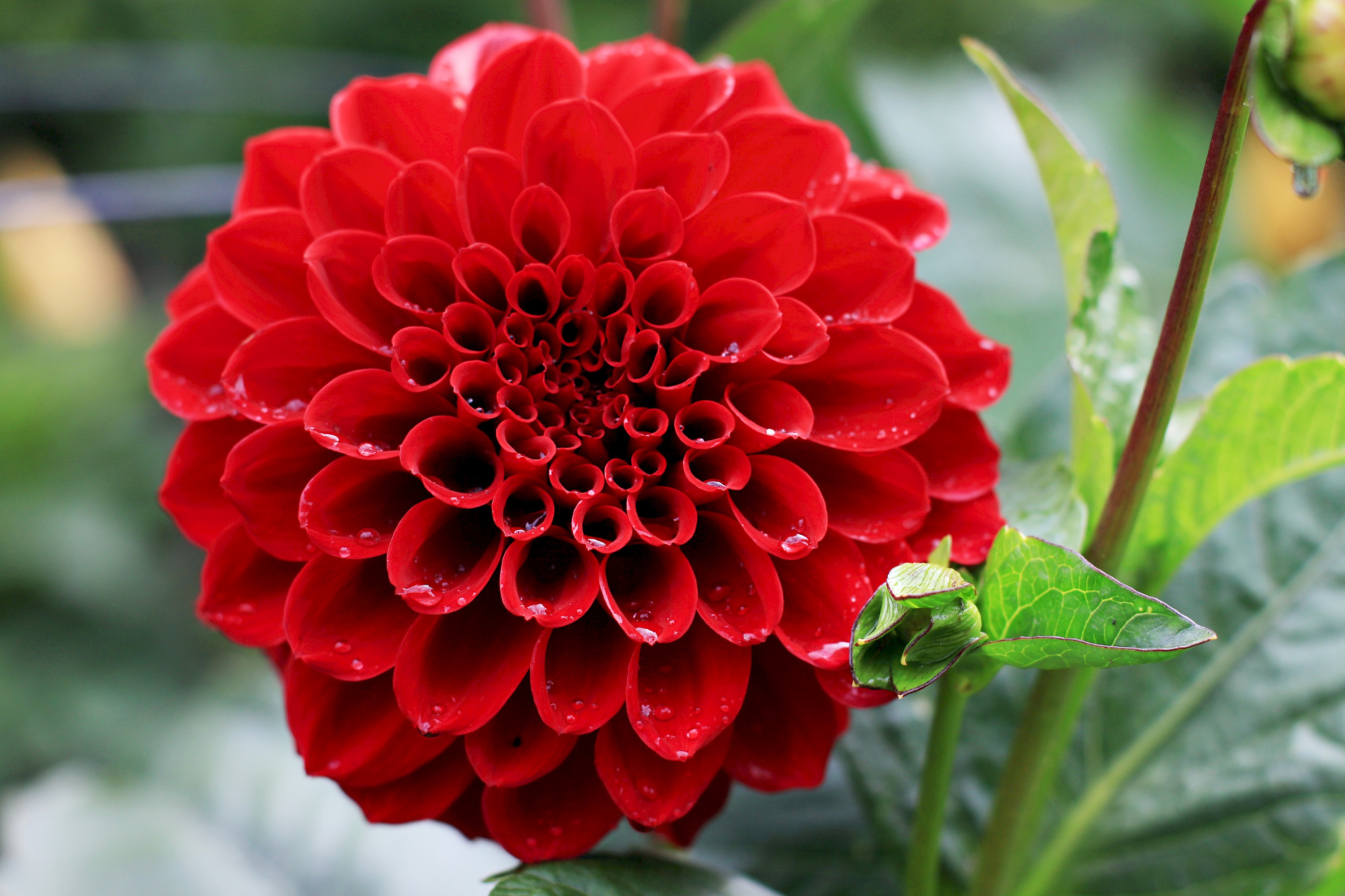 red_dahlia_img_9678