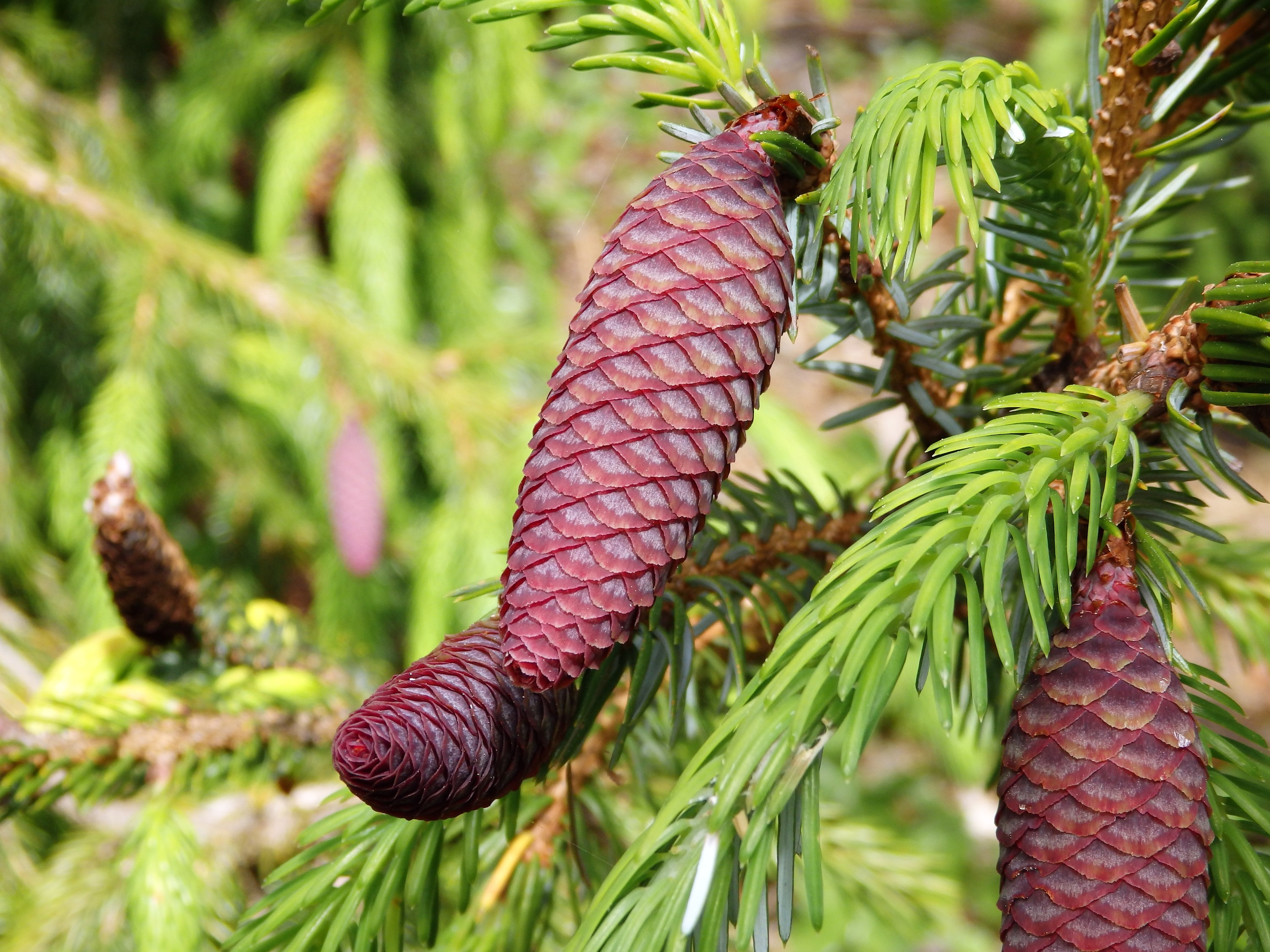 conifers plant