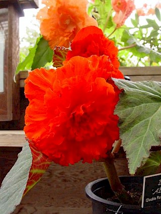 Begonia AB20 gallery image