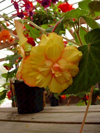 Begonia AB57 gallery image