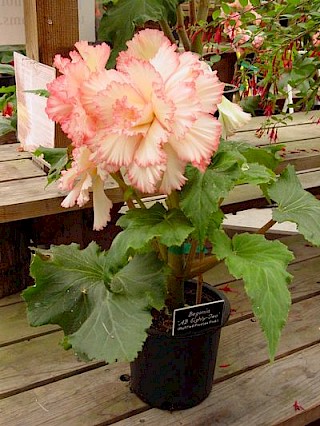 Begonia AB82 gallery image