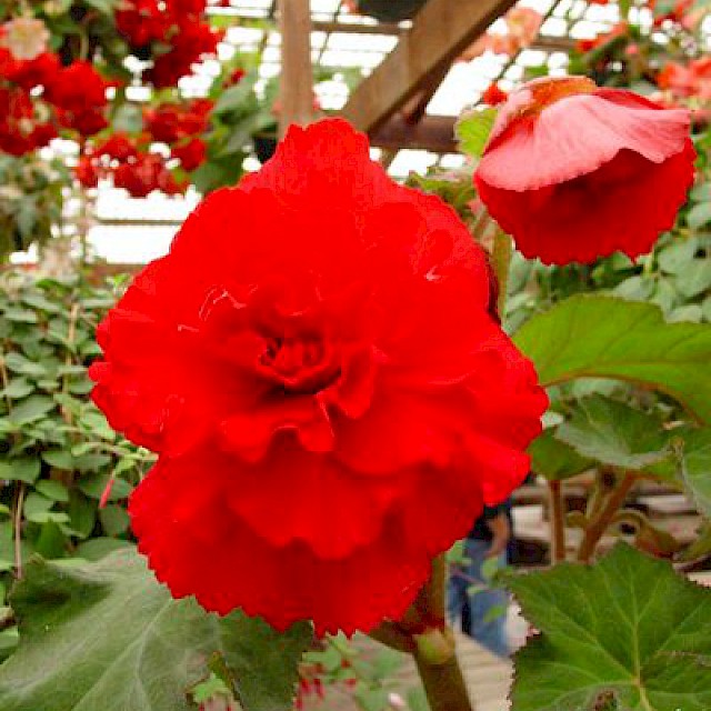 Begonia 