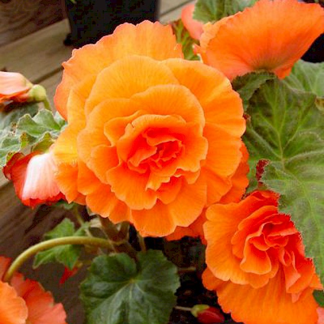 Begonia 