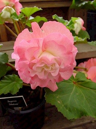 Begonia 