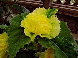 Begonia 