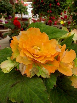 Begonia 