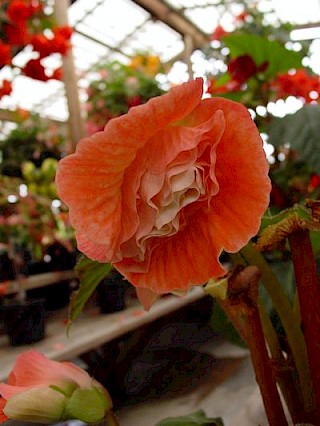 Begonia 