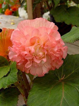 Begonia 