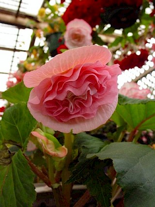 Begonia 