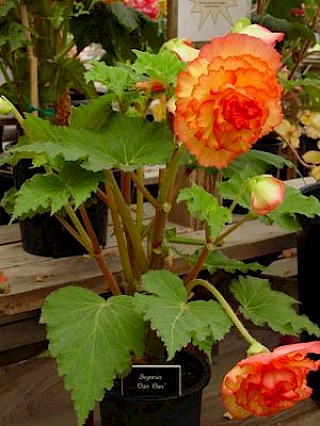 Begonia 