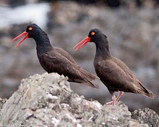 Black Oystercatcher gallery image