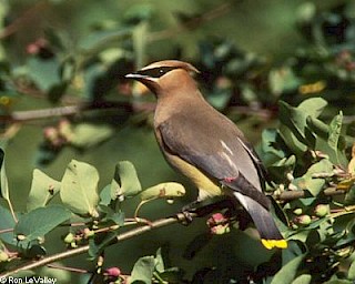 Cedar Waxwing gallery image