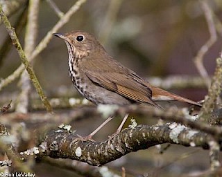 Hermit Thrush gallery image