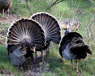 Wild Turkey (displaying) gallery image