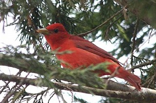 Summer Tanager gallery image