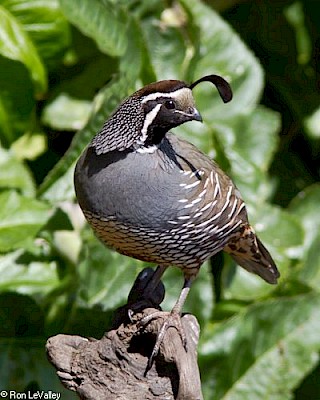 California Quail (male) gallery image