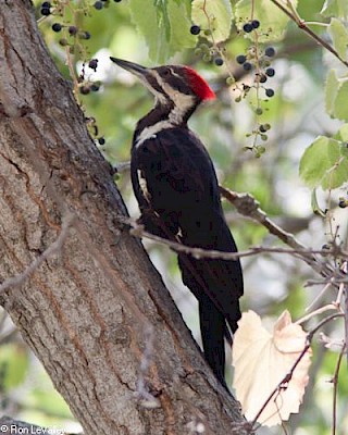 Pileated Woodpecker gallery image