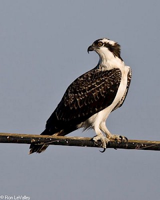 Osprey gallery image