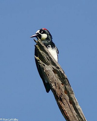 Acorn Woodpecker gallery image