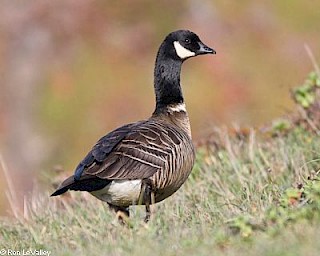 Aleutian Cackling Goose gallery image