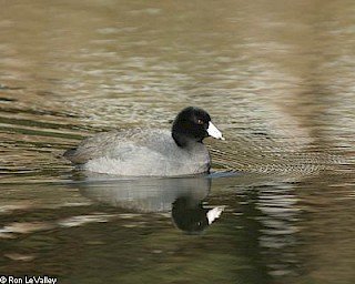 American Coot gallery image