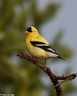 American Goldfinch gallery image