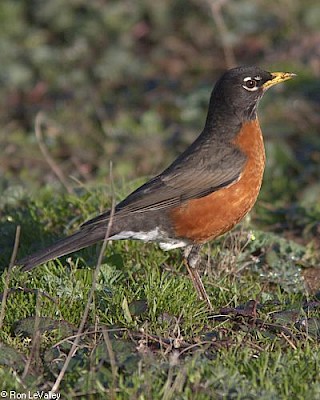 American Robin gallery image