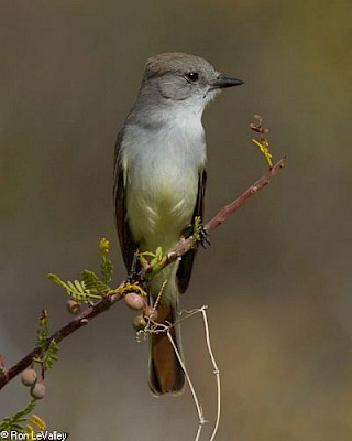 Ash-throated Flycatcher gallery image