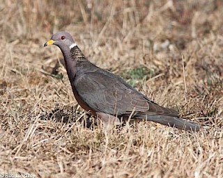 Band-tailed Pigeon gallery image