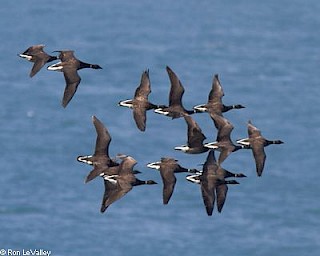 Black Brant gallery image