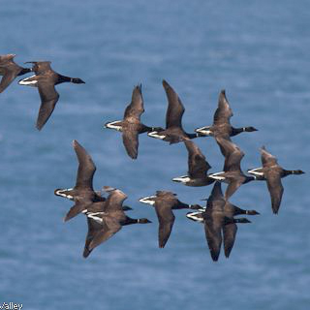 Black Brant gallery image