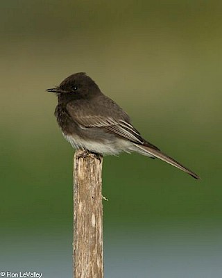 Black Phoebe gallery image