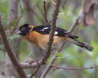 Black-headed Grosbeak gallery image