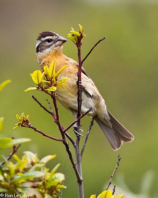 Black-headed Grosbeak (juvenile) gallery image