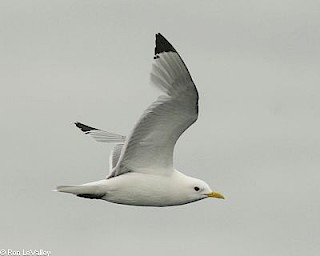 Black-legged Kittiwake gallery image