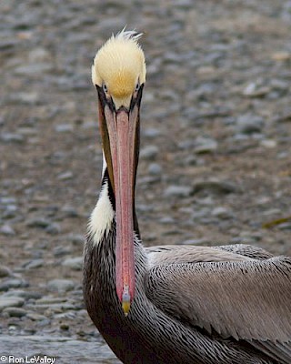 Brown Pelican gallery image