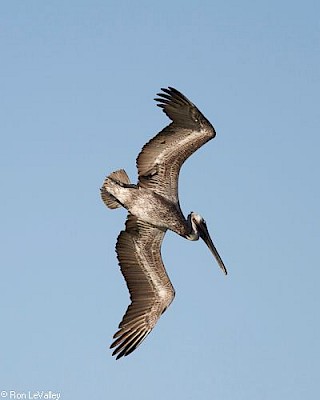 Brown Pelican (juvenile) gallery image