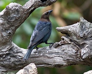 Brown-headed Cowbird gallery image