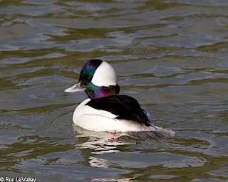 Bufflehead gallery image