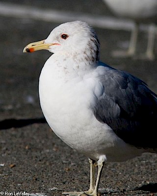 California Gull gallery image