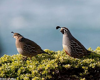 California Quail (female and male) gallery image