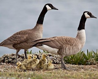 Canada Goose gallery image