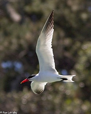 Caspian Tern gallery image