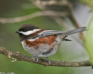 Chestnut-backed Chickadee gallery image