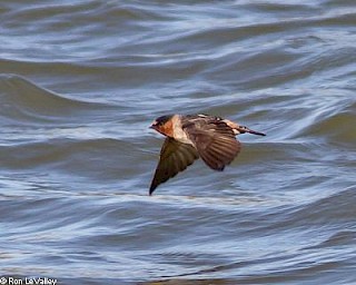 Cliff Swallow gallery image