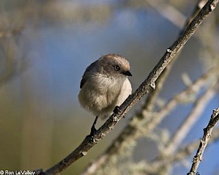 Common Bushtit gallery image