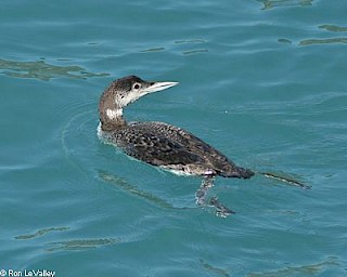 Common Loon gallery image